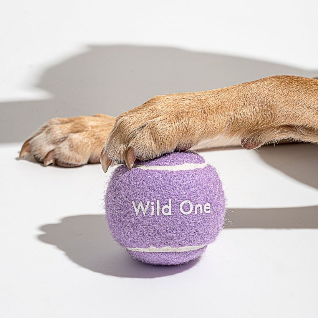 Wild One Tennis Balls (Pack of 4)