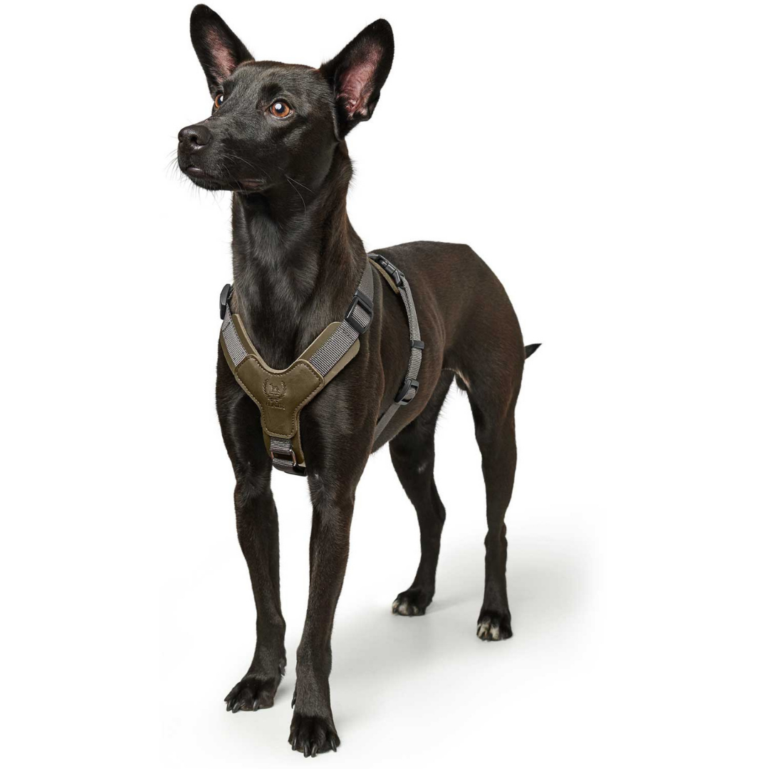 Hunter Harness Aalborg Mixed