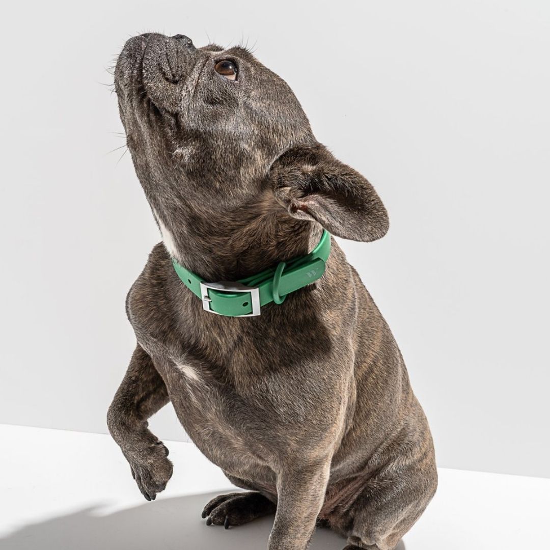 Flex All-Weather Collar Wild One