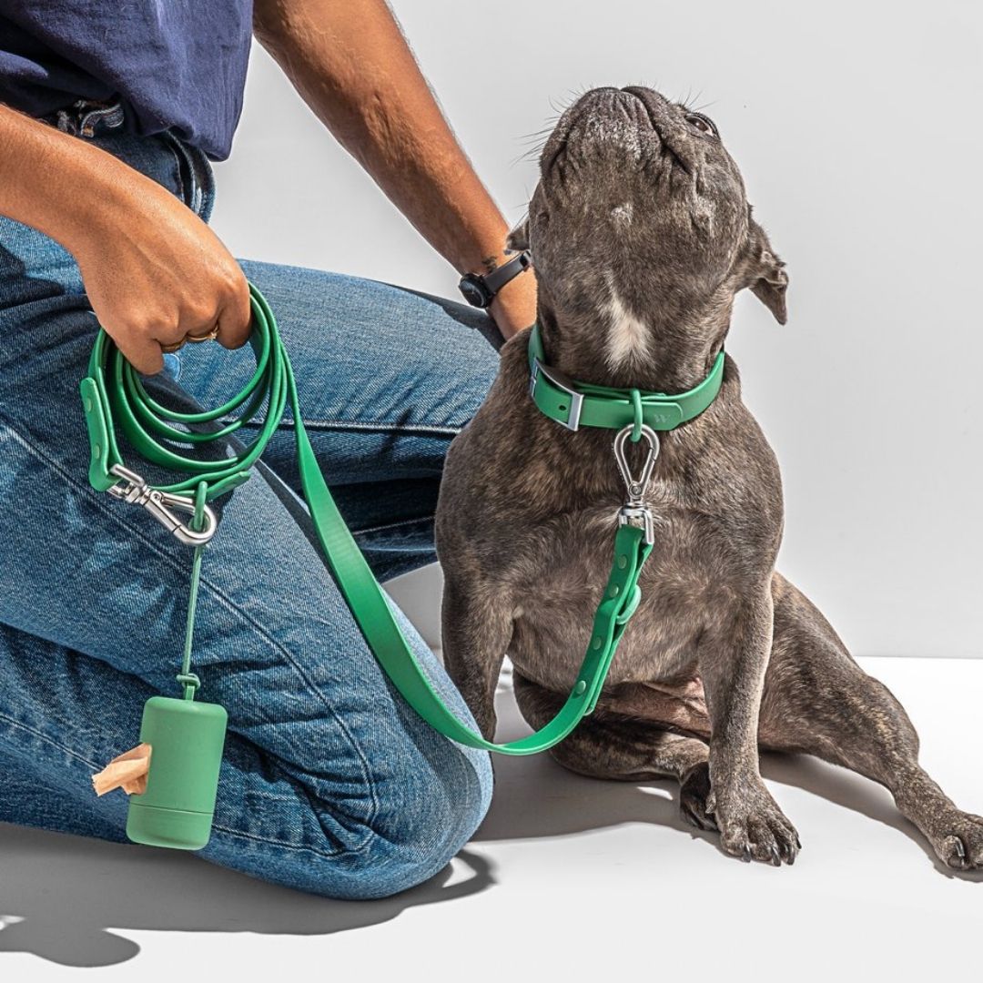 Dog harness best sale wild one