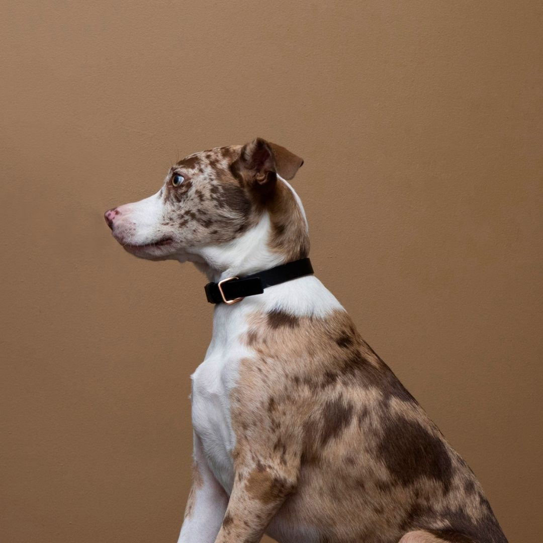 Lumi Collar
